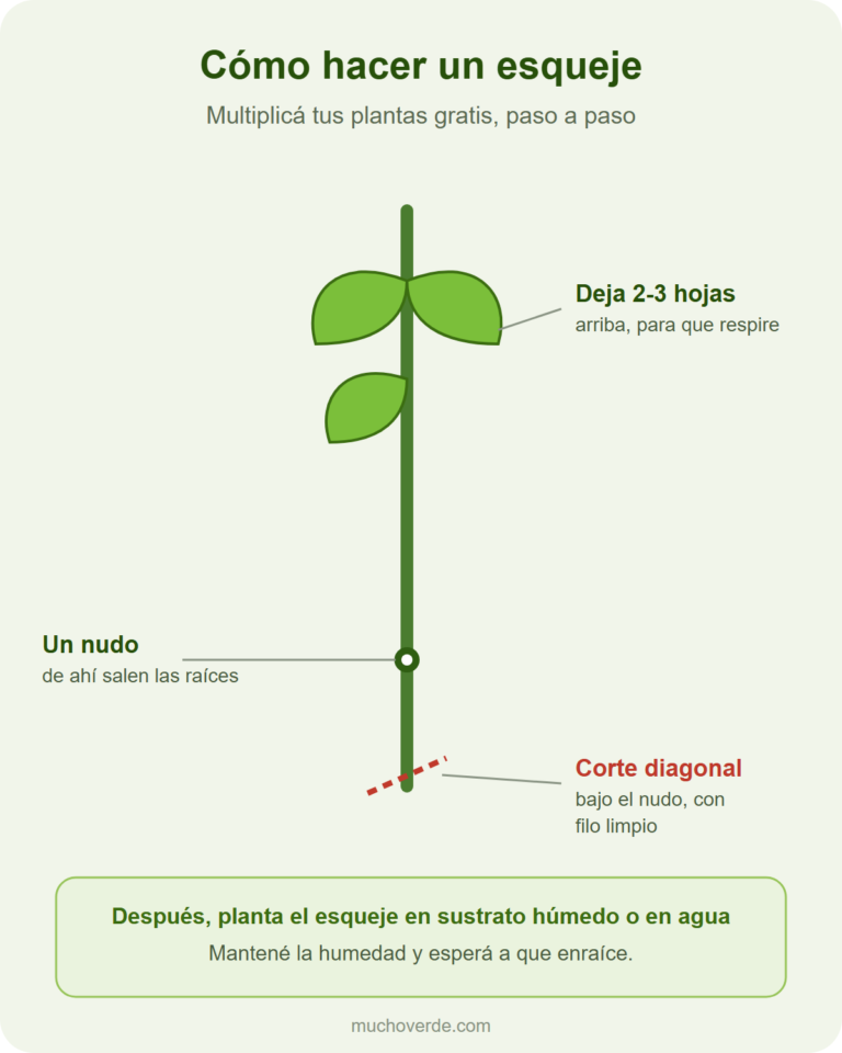 Diagrama de cómo hacer un esqueje: dejar 2-3 hojas arriba, cortar en diagonal justo debajo de un nudo y plantar en sustrato o agua