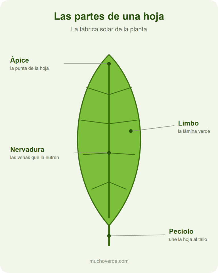 Diagrama de las partes de una hoja: ápice, limbo, nervadura y peciolo