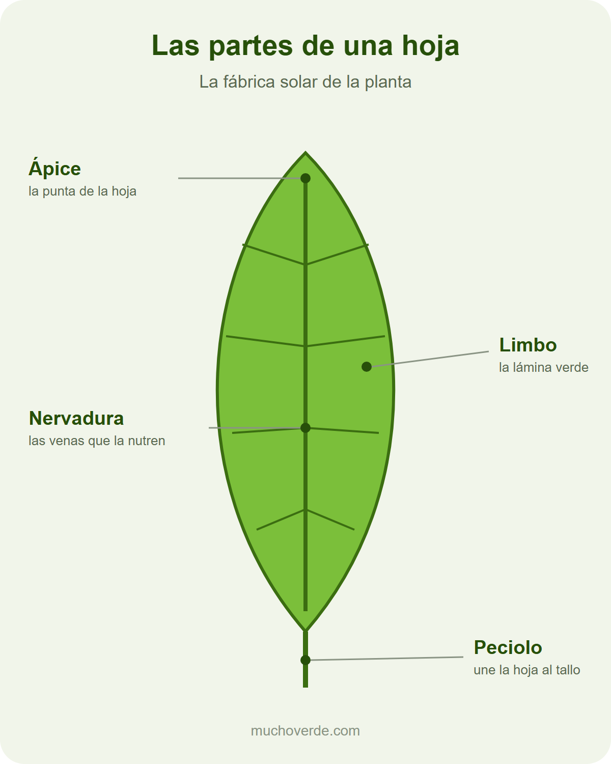Diagrama de las partes de una hoja: ápice, limbo, nervadura y peciolo
