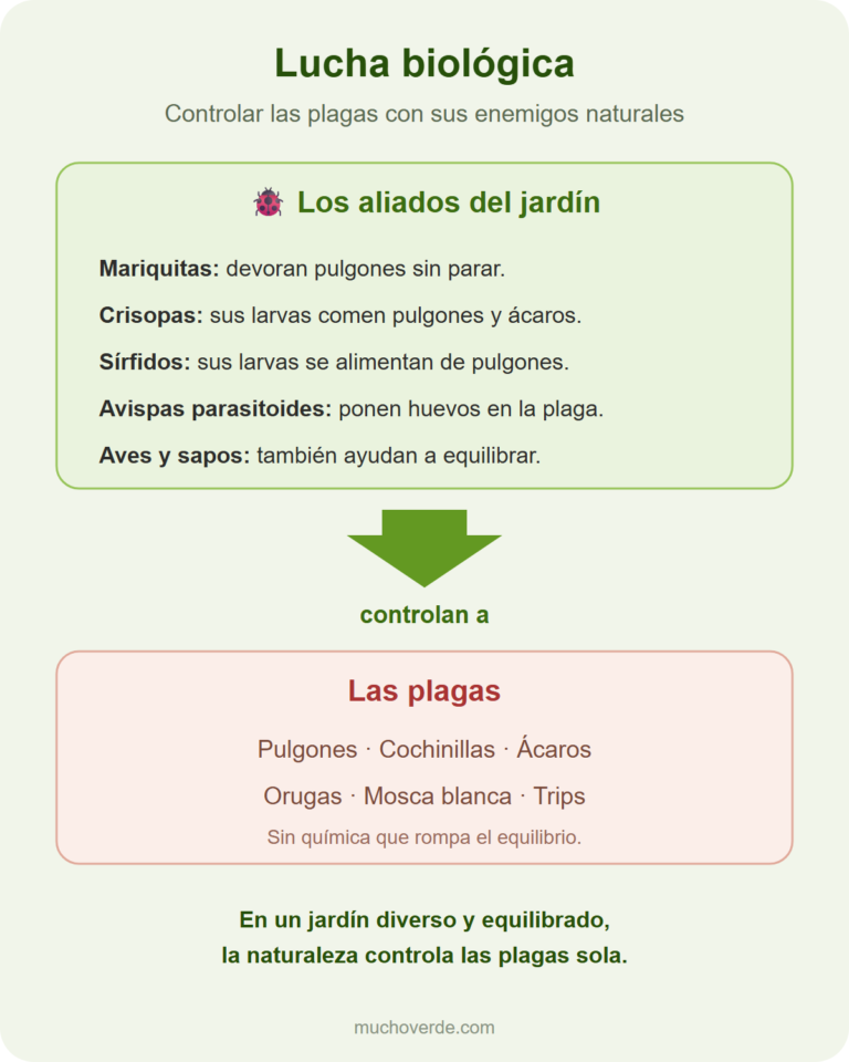 La lucha biológica: aliados como mariquitas, crisopas, sírfidos y avispas parasitoides controlan plagas como pulgones, cochinillas y ácaros