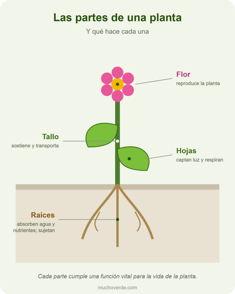 Las partes de una planta: flor, hojas, tallo y raíces, y la función de cada una