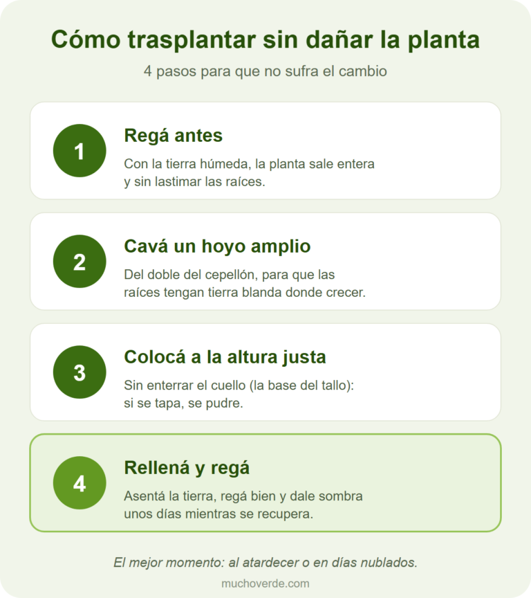 Los 4 pasos del trasplante: regar antes, cavar un hoyo amplio, colocar sin enterrar el cuello, rellenar y regar