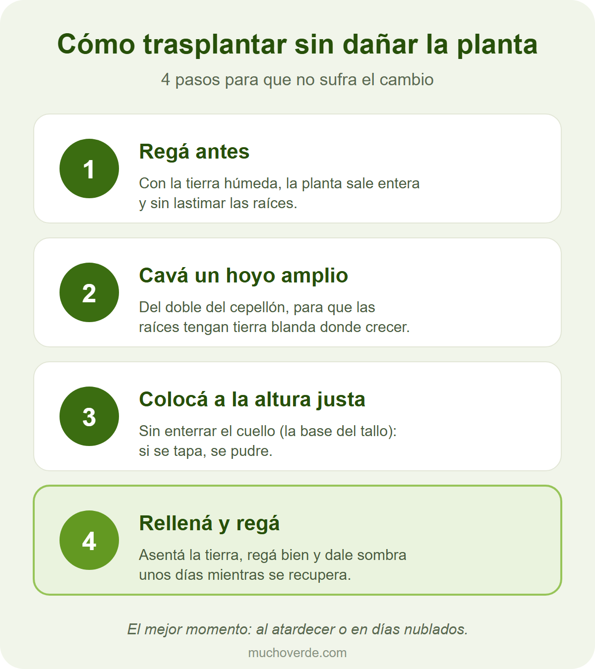 Los 4 pasos del trasplante: regar antes, cavar un hoyo amplio, colocar sin enterrar el cuello, rellenar y regar