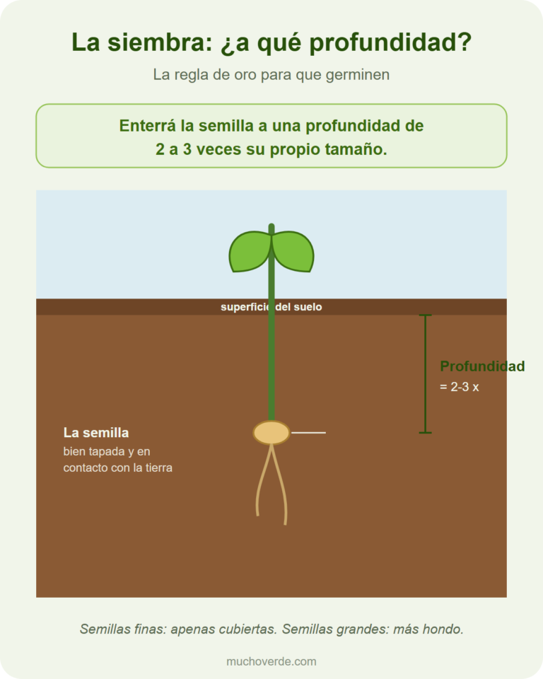 Regla de la profundidad de siembra: enterrar la semilla a 2 o 3 veces su tamaño para que germine bien