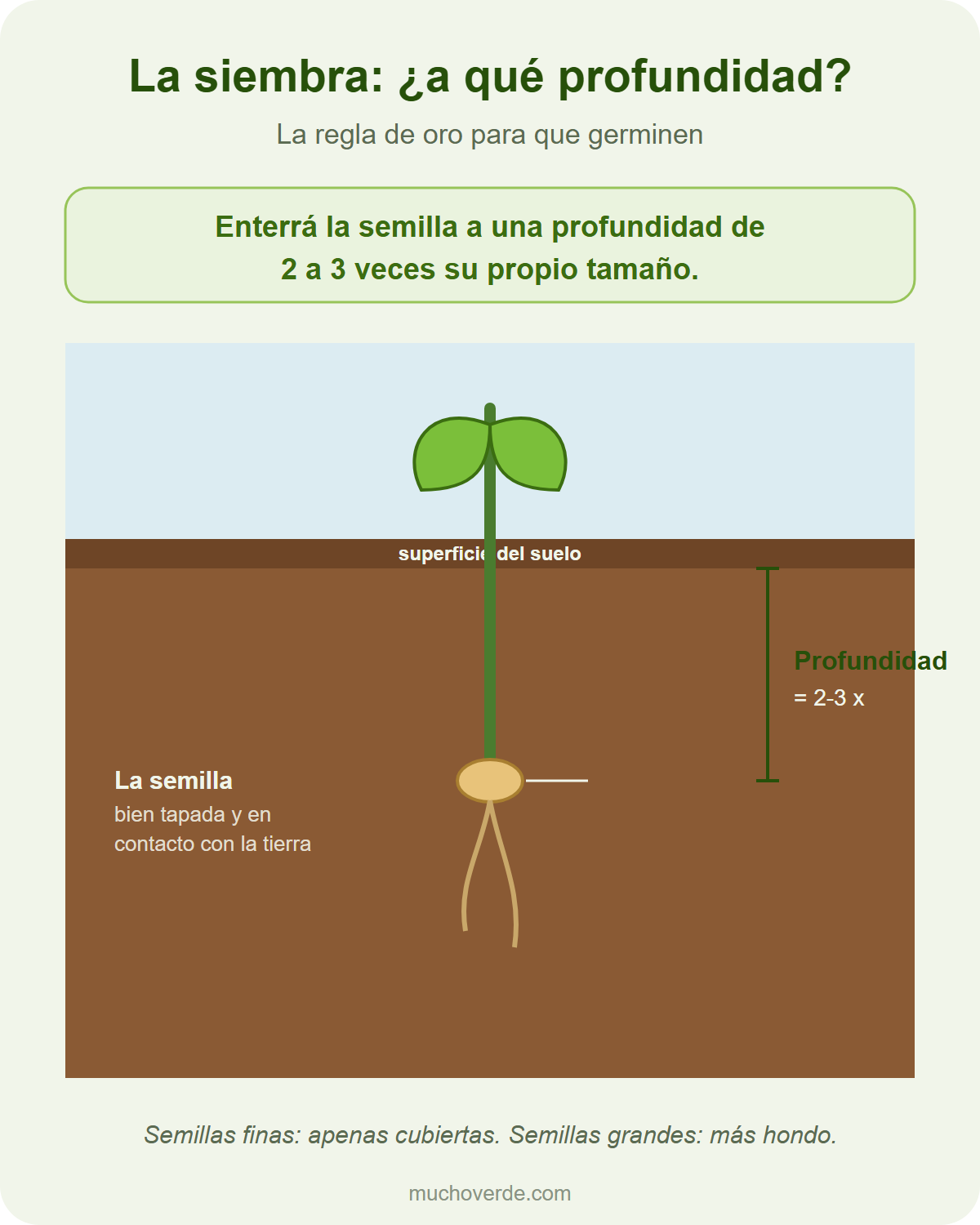 Regla de la profundidad de siembra: enterrar la semilla a 2 o 3 veces su tamaño para que germine bien
