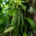 Orquídea