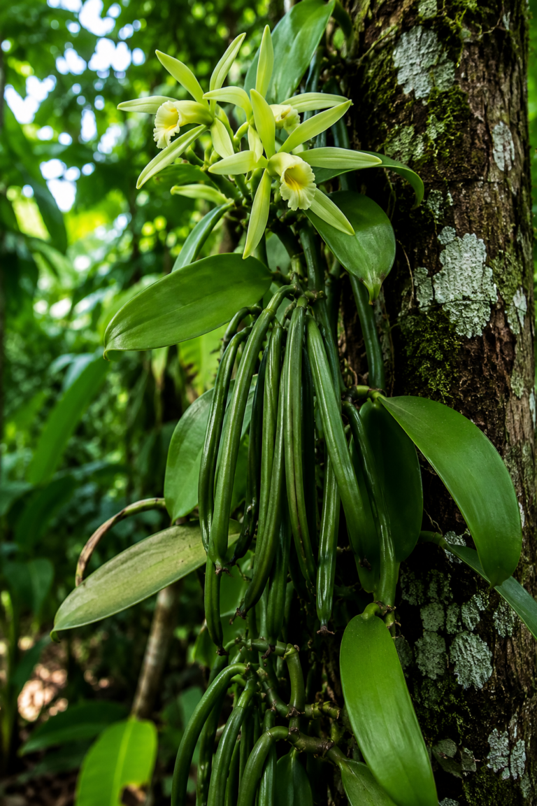 Orquídea